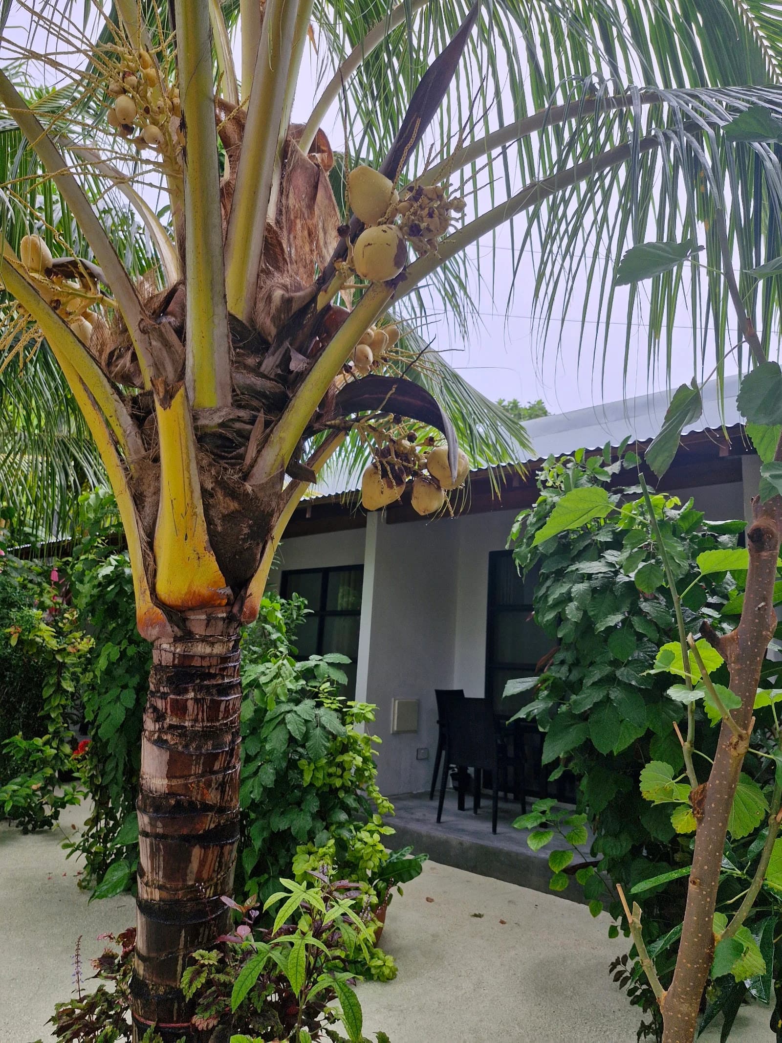 Boli Villa