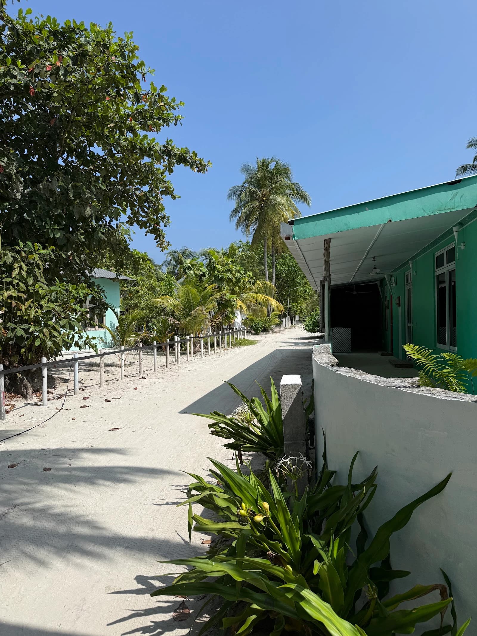 Coconut Palm Dhidhoo