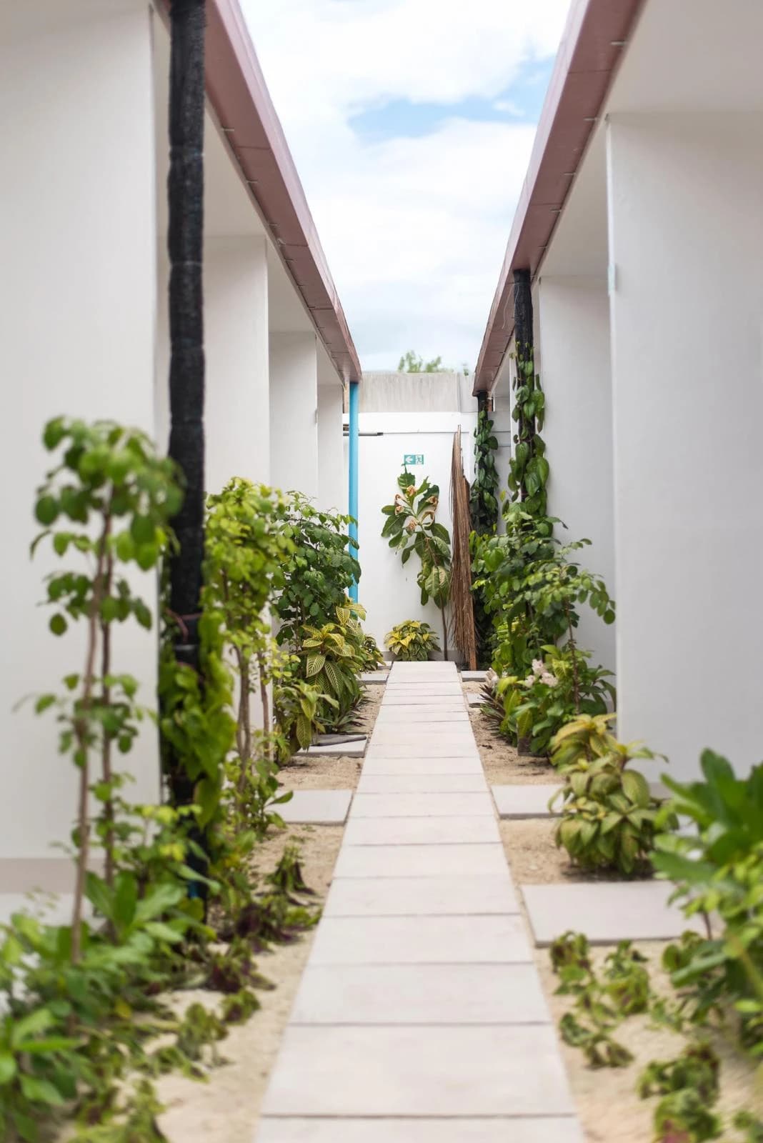 Paradise Palms