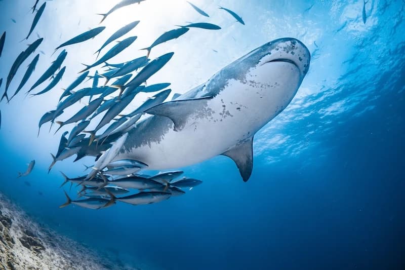 Extreme Dive Inn Fuvahmulah