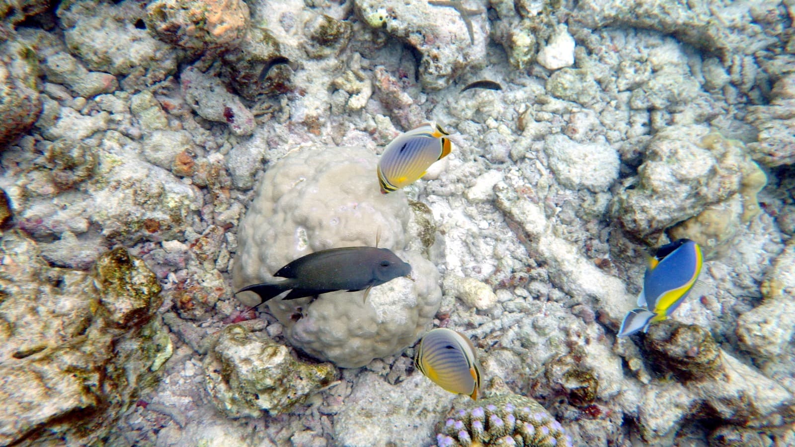 Addu Atoll Pass